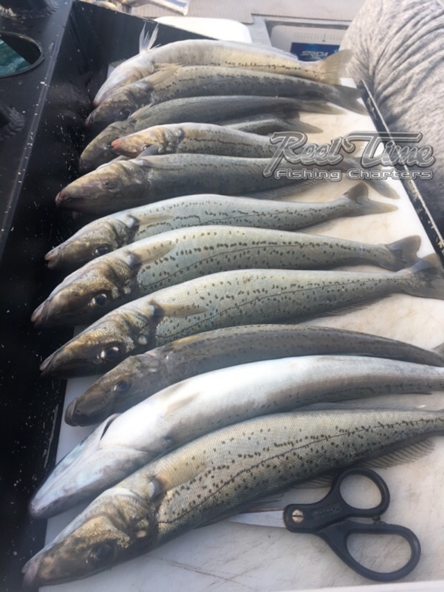 Whiting Fishing Charters