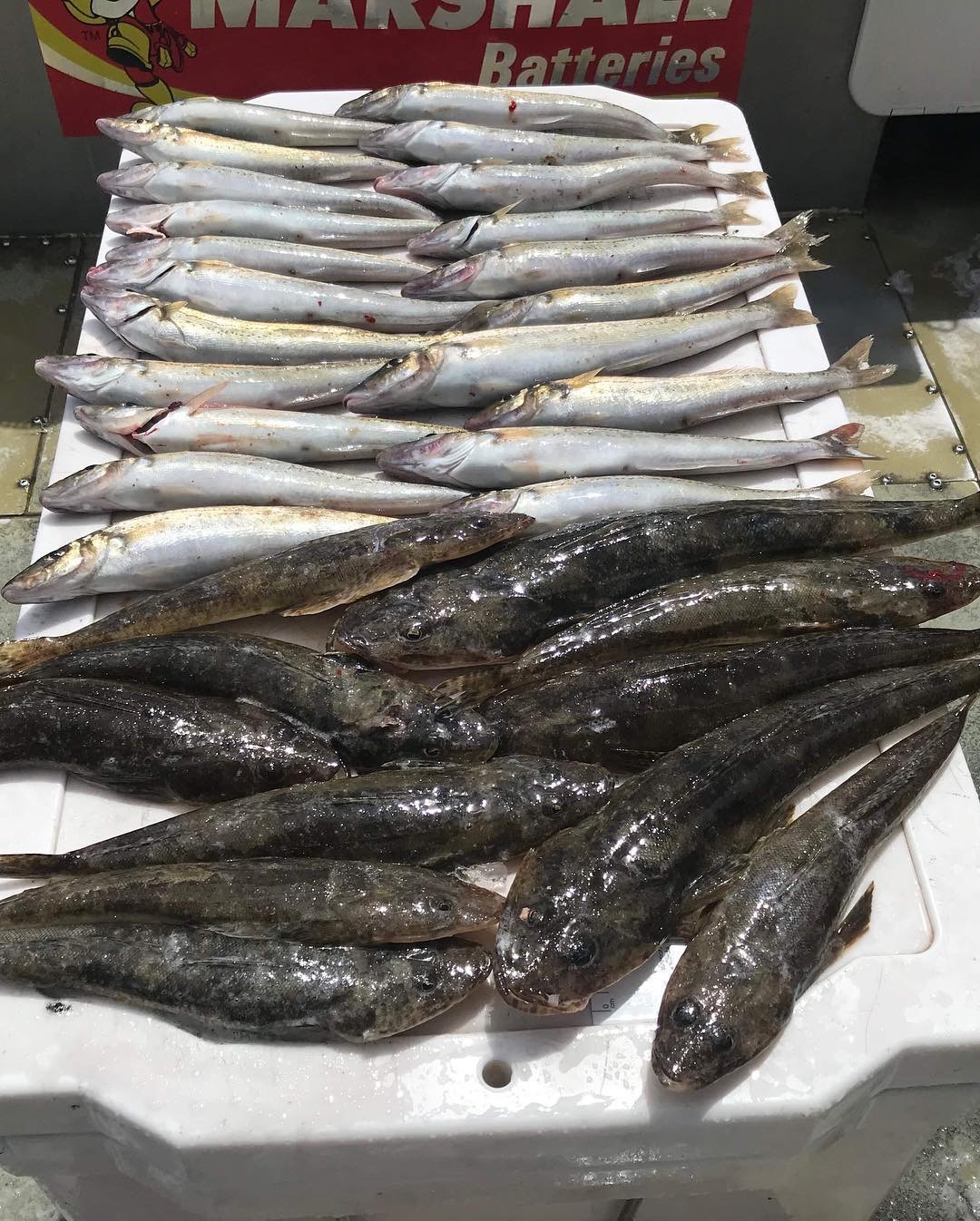 Flathead & Whiting Fishing in Melbourne