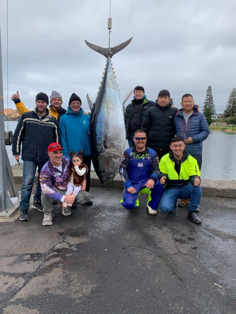 Biggest Tuna ever caught in Victoria