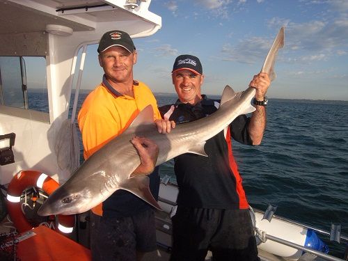 Shark Fishing Charters Melbourne Victoria