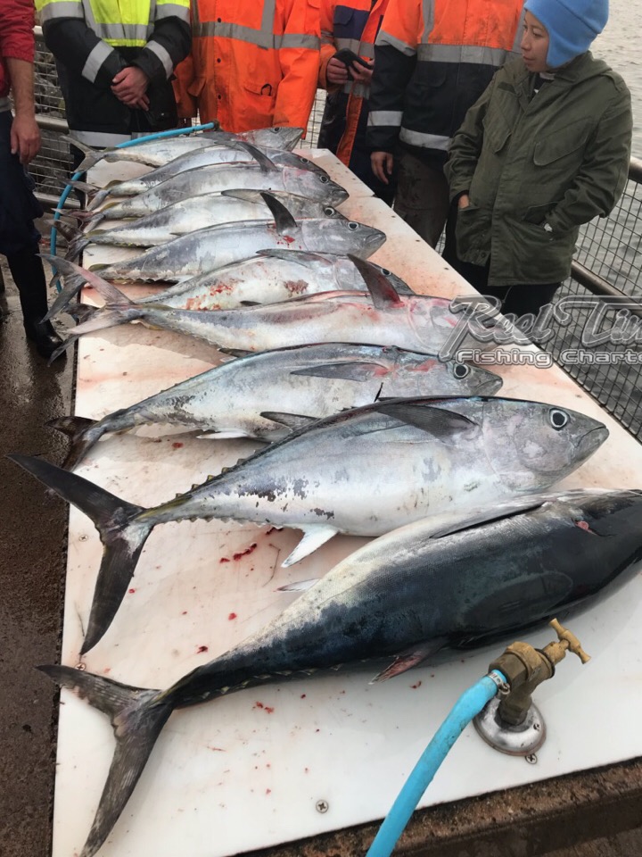 Tuna Season in Portland 