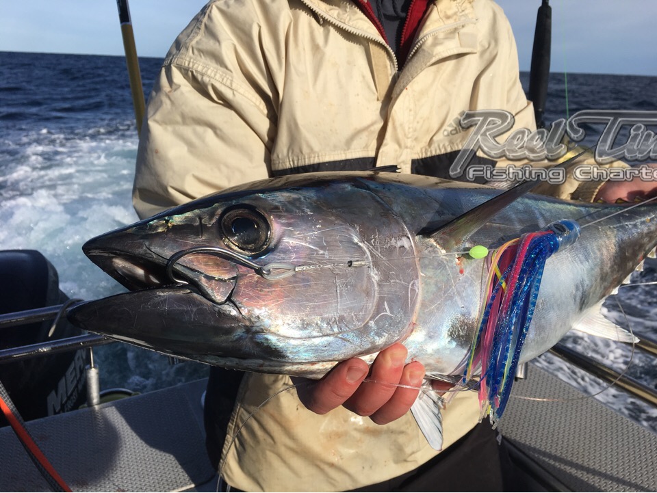 Tuna Fishing for Tuna in Portland with Matt Cini 2 ND July 2018